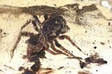 Detailed Fossil Jumping Spider (Salticidae) In Baltic Amber #321716-1